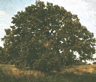 [oak tree]